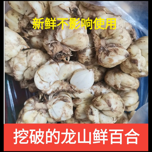 挖破的龙山百合新鲜食用卷丹百合