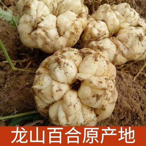 龙山百合新鲜食用卷丹百合