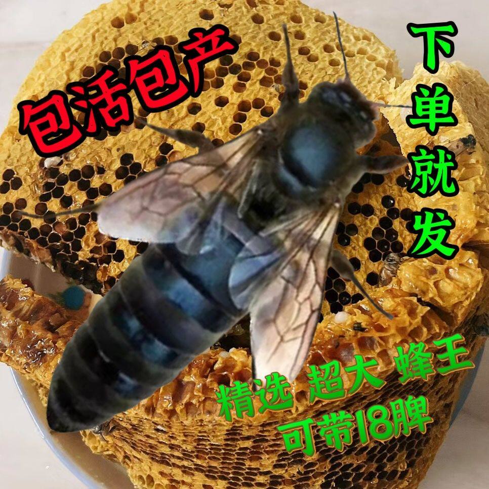 【包活到手】中蜂蜂王种王优质高产中蜂产卵王中蜂开产王四川贵州