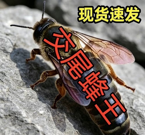 [优质蜂种]中蜂产卵王 阿坝王双色王 高产新王活体 开产蜂王