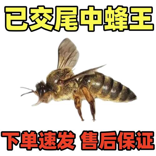 中蜂优质王种王整箱虎头四川王纯中蜂蜂王中华蜂王【四川全套王】