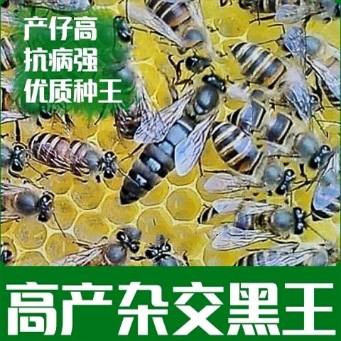 中蜂土蜂王开产高产种王黑美人蜂其它宠物