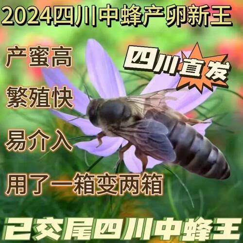 【四川蜂王】优质中蜂蜂王中华蜂王产卵蜂王中蜂蜜蜂开产王双色王