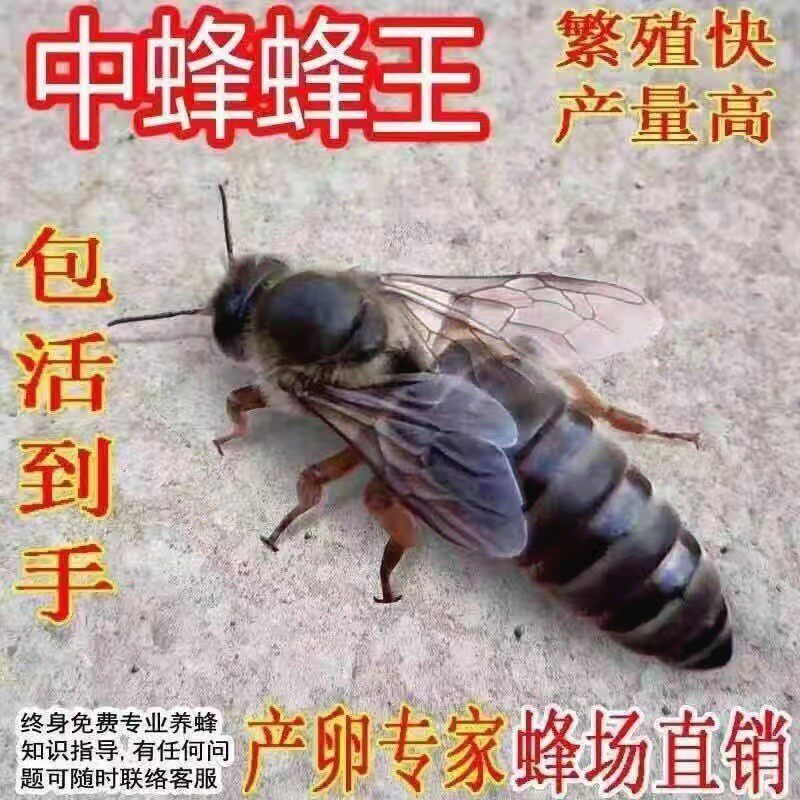 中蜂王蜂王活体种优质产交尾阿坝高产王杂交新产王土蜂王产卵包活