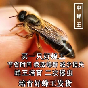 中蜂蜂王广东广西本地附近处王中华耐寒野生新开产王中蜂产卵王新