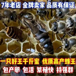 中蜂产卵王已交尾蜂王阿坝伏牛灵蜂蜂王自然交尾王王纯野生活物