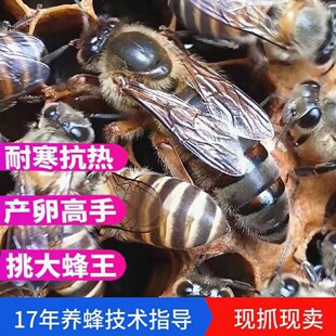 中蜂土蜂湖南种王交尾阿坝双色大头产王新开产卵广西本地蜂王附近