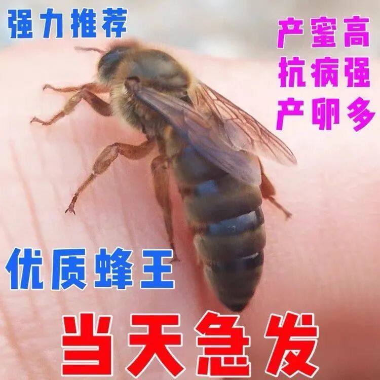 中蜂蜂王强群种王高产开产王阿坝产卵王活体包产卵土蜂蜜蜂种王