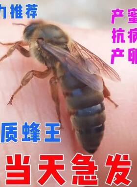 中蜂蜂王强群种王高产开产王阿坝产卵王活体包产卵土蜂蜜蜂种王