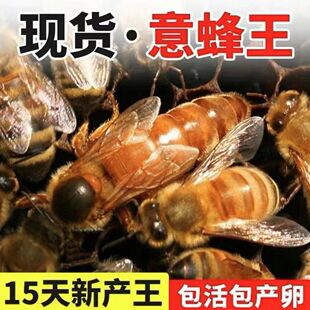 意蜂蜂王出售已交尾开产新王蜜王浆王种王东北黑王喀尔巴阡产卵王