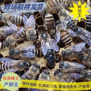 中蜂蜂王广东省内附近阿坝优质耐寒新开产王中华蜂王中蜂产卵王纯