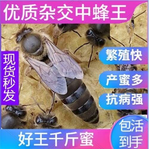 重庆中蜂王蜜蜂种王高产王活体阿坝王双色王产卵开产王包活包邮
