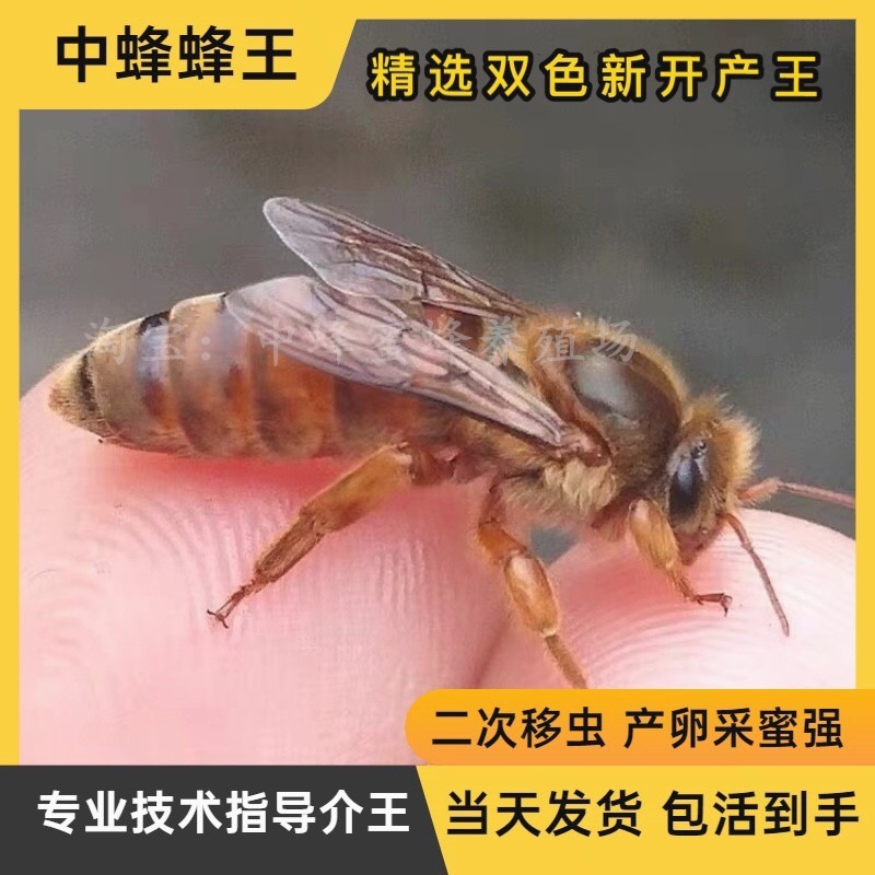 中蜂蜂王活体种王优质土蜂王爆产授粉蜂