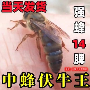 新开产中蜂王红背中蜂伏牛双色蜜蜂种王黑王本地土王活仓蜂王包活