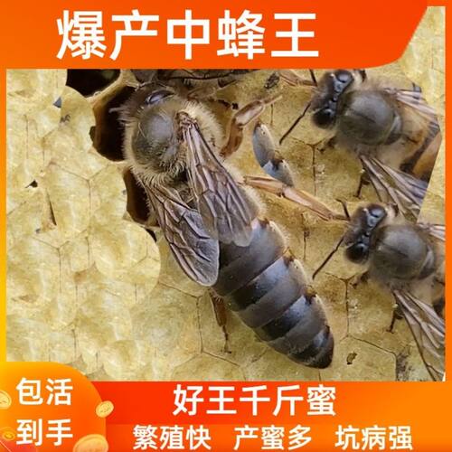 强群产卵王中蜂蜜蜂种王优质活体产卵高产王阿坝王土蜂新开产王