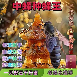 中蜂蜂王伏牛阿坝王强群纯自然交尾卓越蜂王易介王特高产带强群王