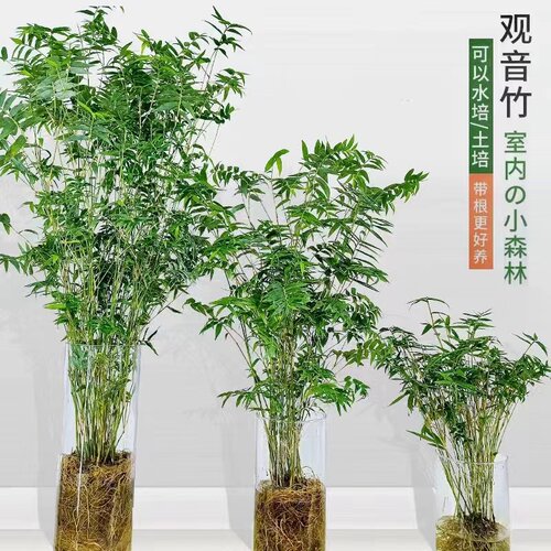 水培观音竹凤尾竹四季常青懒人植物室内外摆放客厅净化空气办公室
