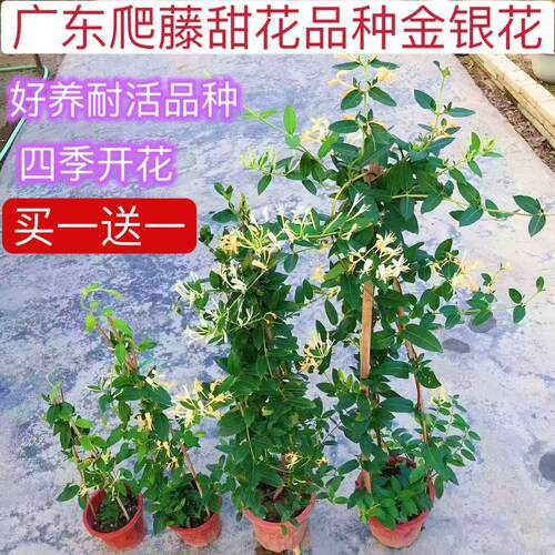 四季爬藤金银花树苗庭院阳台地栽盆栽金银花苗攀藤绿植物花卉闻香