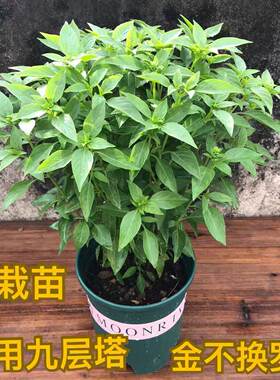 金不换盆栽可食用九层塔罗勒