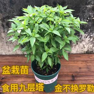 金不换盆栽可食用九层塔罗勒植物新鲜鱼香草苗调味潮汕薄荷叶
