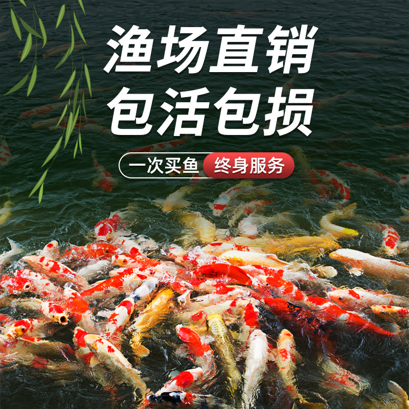 锦鲤活体观赏鱼淡水鱼冷水鱼锦鲤鱼白金黄金红白三色锦鲤红草鱼|ruв категории животное/Животное питание и принадлежностей, аквариум мира, рыба - от Buy2taobao.com для оказания профессиональной услуги покупки агента Taobao