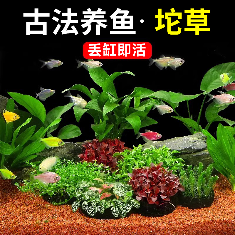 水草坨草自带营养古法缸水草