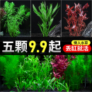 疯狂水草鱼缸水草植物造景水草全套真草古法养鱼鱼缸绿植阴性水草