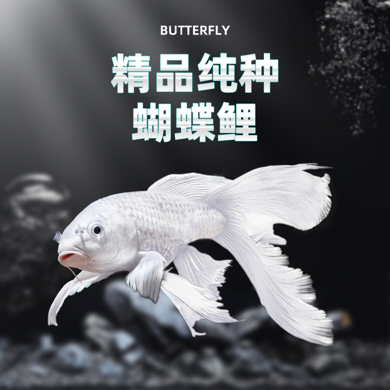纯种蝴蝶鲤短身球体观赏鱼冷水鱼锦鲤招财鱼鱼苗金鱼好养包活