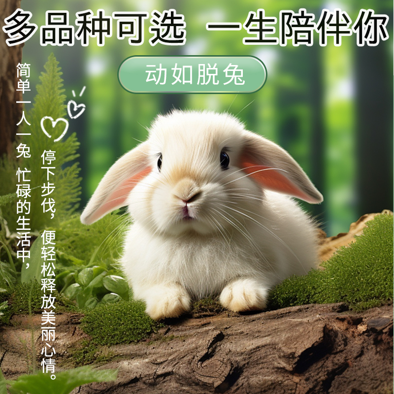 疯狂水草兔子活物侏儒兔凤眼海棠垂耳兔迷你养不大宠物茶杯兔活体