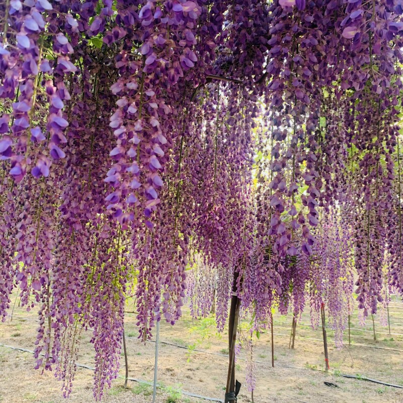 紫藤花树苗多花长穗爬藤廊架紫罗兰藤萝攀援开花植物庭院地栽盆栽