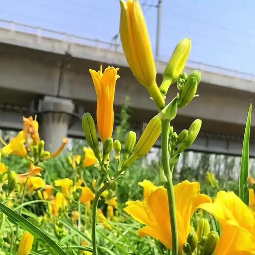 北方地被耐寒耐旱黄金娃娃萱草