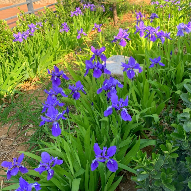 蓝花鸢尾苗地被草花宿根植物北方耐寒兰花盆栽地栽庭院绿化施工