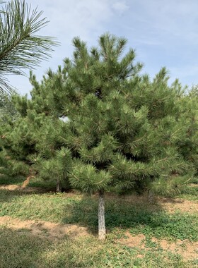 油松黑松四季常青耐寒耐旱苗木
