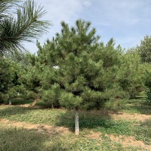 油松树苗四季常青黑松北方耐寒松树庭院景观绿化苗木常绿耐旱侧柏