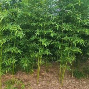 早园竹子青竹四季常青紫竹苗庭院绿化施工金镶玉竹北方耐寒罗汉竹