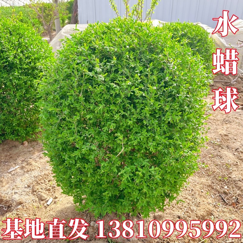北方耐寒植物水蜡球水蜡树苗庭院绿化施工球类四季常青园林工程