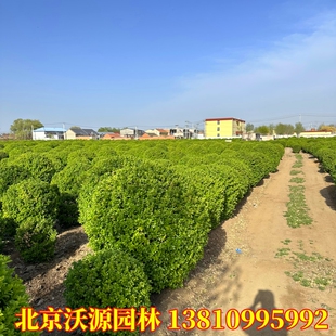 卫矛球大叶冬青黄杨庭院绿植四季常青耐寒耐寒耐冻绿化苗木卫茅
