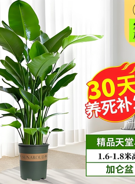 天堂鸟盆栽客厅室内好养大型花卉绿植办公室轻奢绿色植物鹤望兰