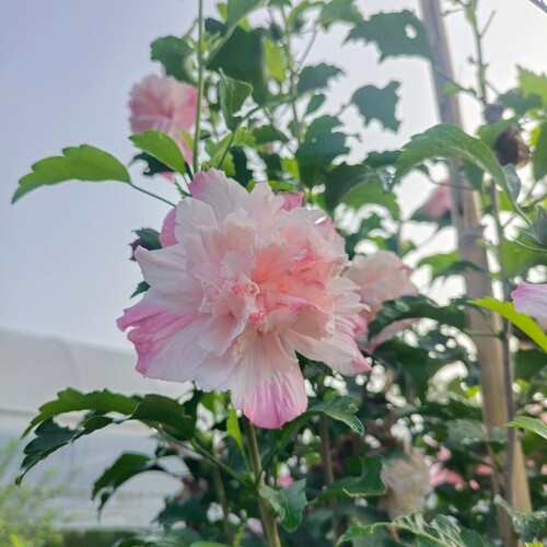 耐寒绿化花卉庭院木槿花苗木树苗