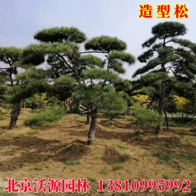 新造型黑松油松盆景无针松造形树庭院绿化施工景观树苗园林工程厂