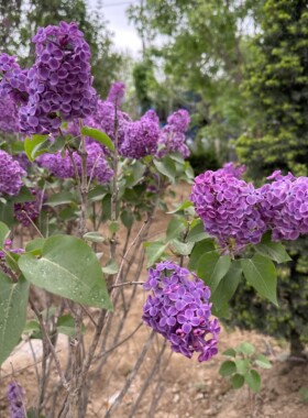 耐寒庭院绿化紫丁香花树苗棒棒糖