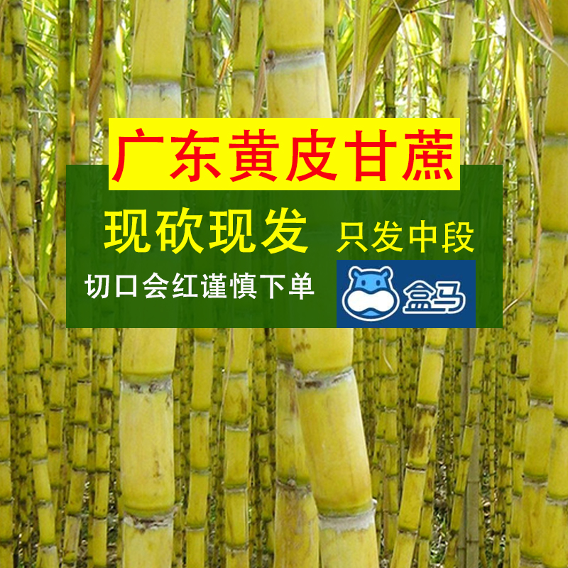 广东黄皮甘蔗商用现砍现发江门黄果蔗榨汁煲汤祛火清热脆甜切口红