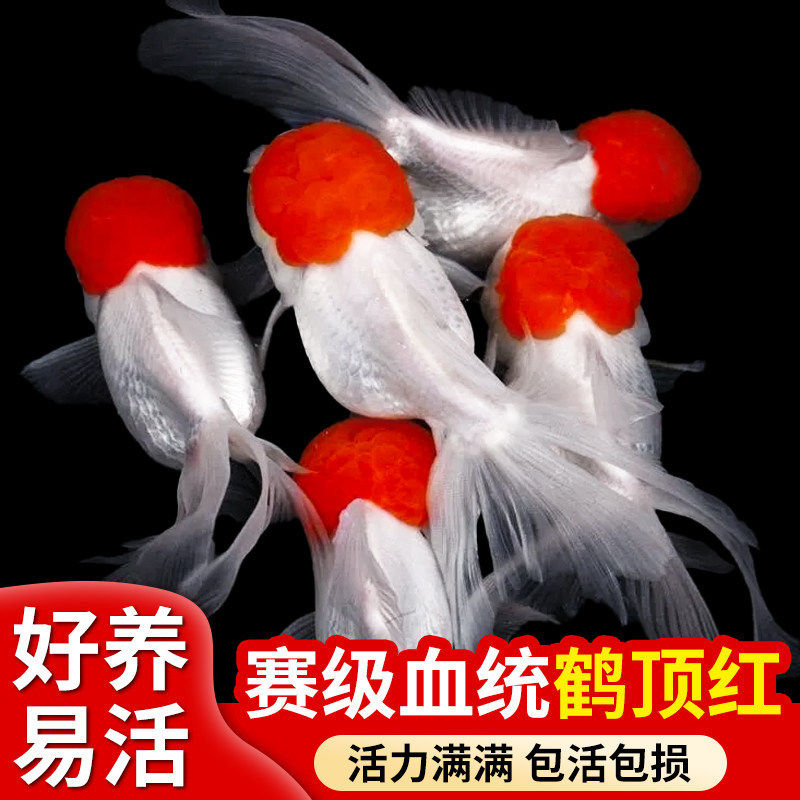 红头金鱼活鱼鹤顶红鸿运当头丹顶冷水淡水小鱼耐活好养鱼苗观赏鱼