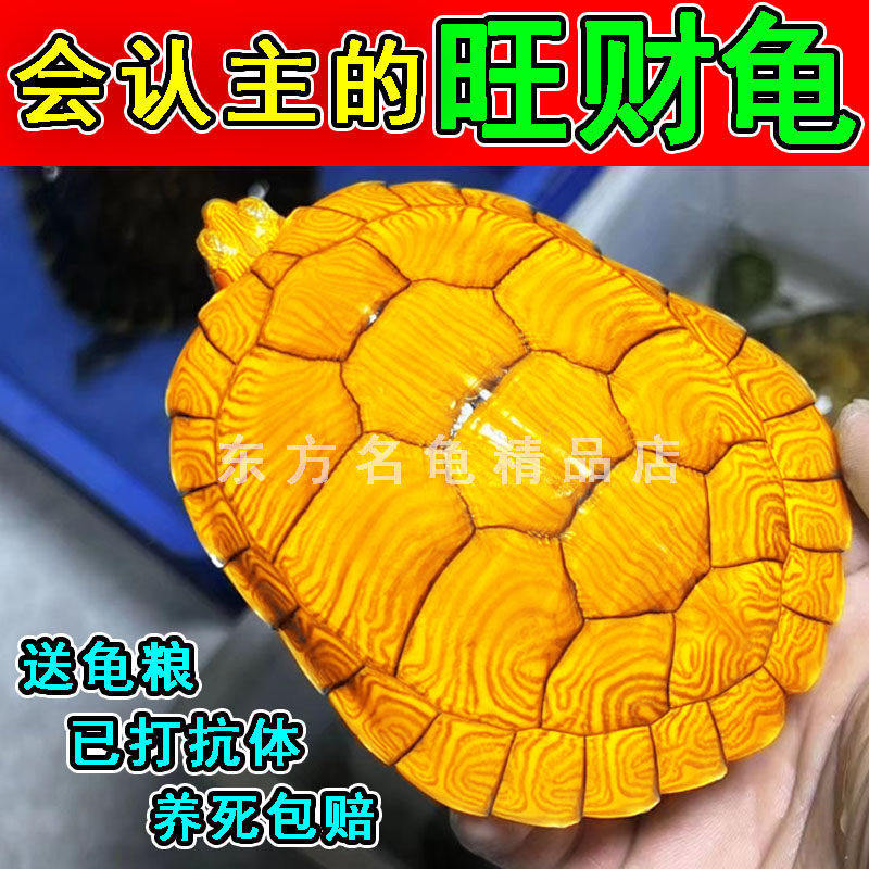 正宗黄金有钱龟活物大只宠物家养深水巴西鳄龟一公一母认主小乌龟