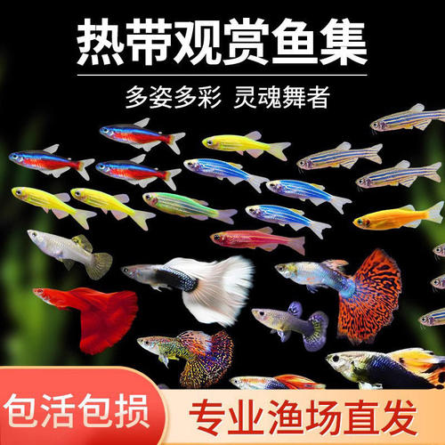热带观赏鱼鱼苗斑马鱼好养水生小