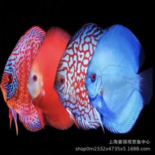 热带观赏鱼天之蓝鸽子松石阿莲卡红妃黄金中大型观赏鱼