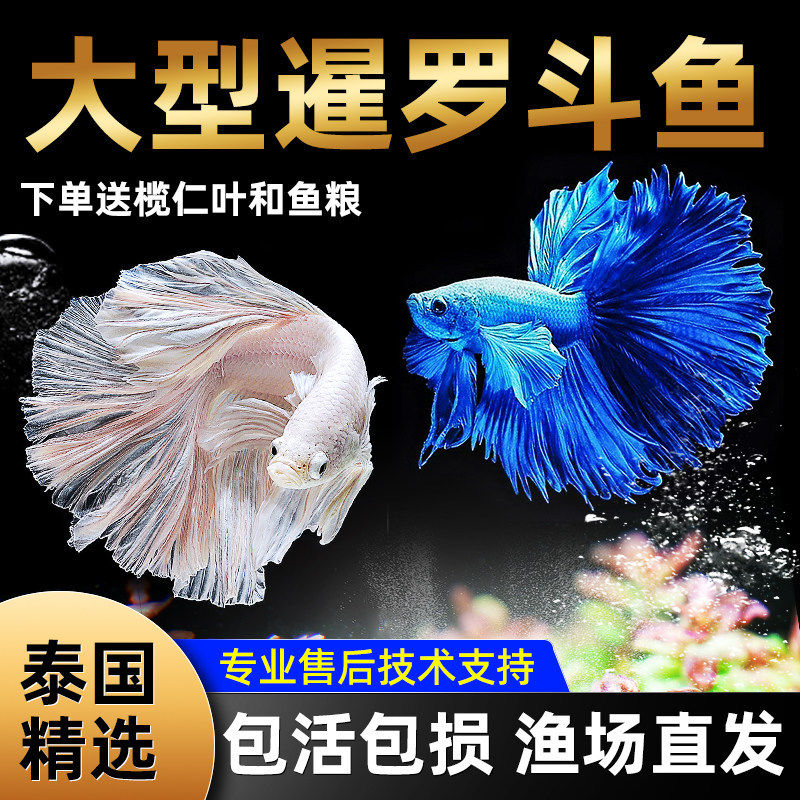 斗鱼泰国观赏鱼热带淡水鱼活体小型好养易活半月马尾宠物鱼苗