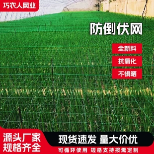 植物防倒伏网菊花网定植网方格网藤蔓植物爬藤网园艺搭架网