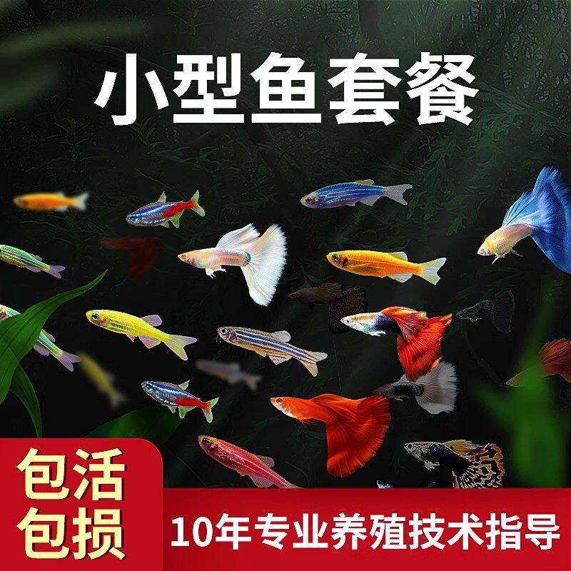 斑马鱼鱼苗好养耐活淡水小金鱼