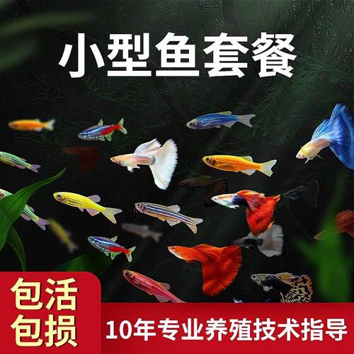 斑马鱼鱼苗好养耐活淡水小金鱼